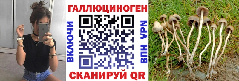 купить   Калязин  Галлюциногенные грибы Psilocybine cubensis 